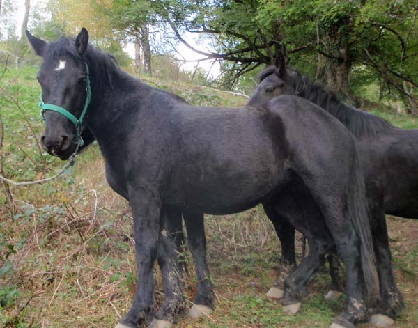 venise, cheval merens